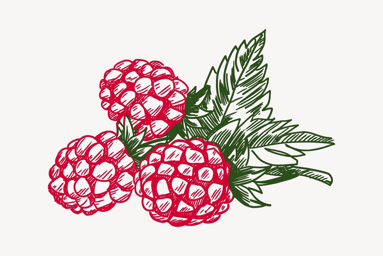 Raspberry clipart, drawing illustration